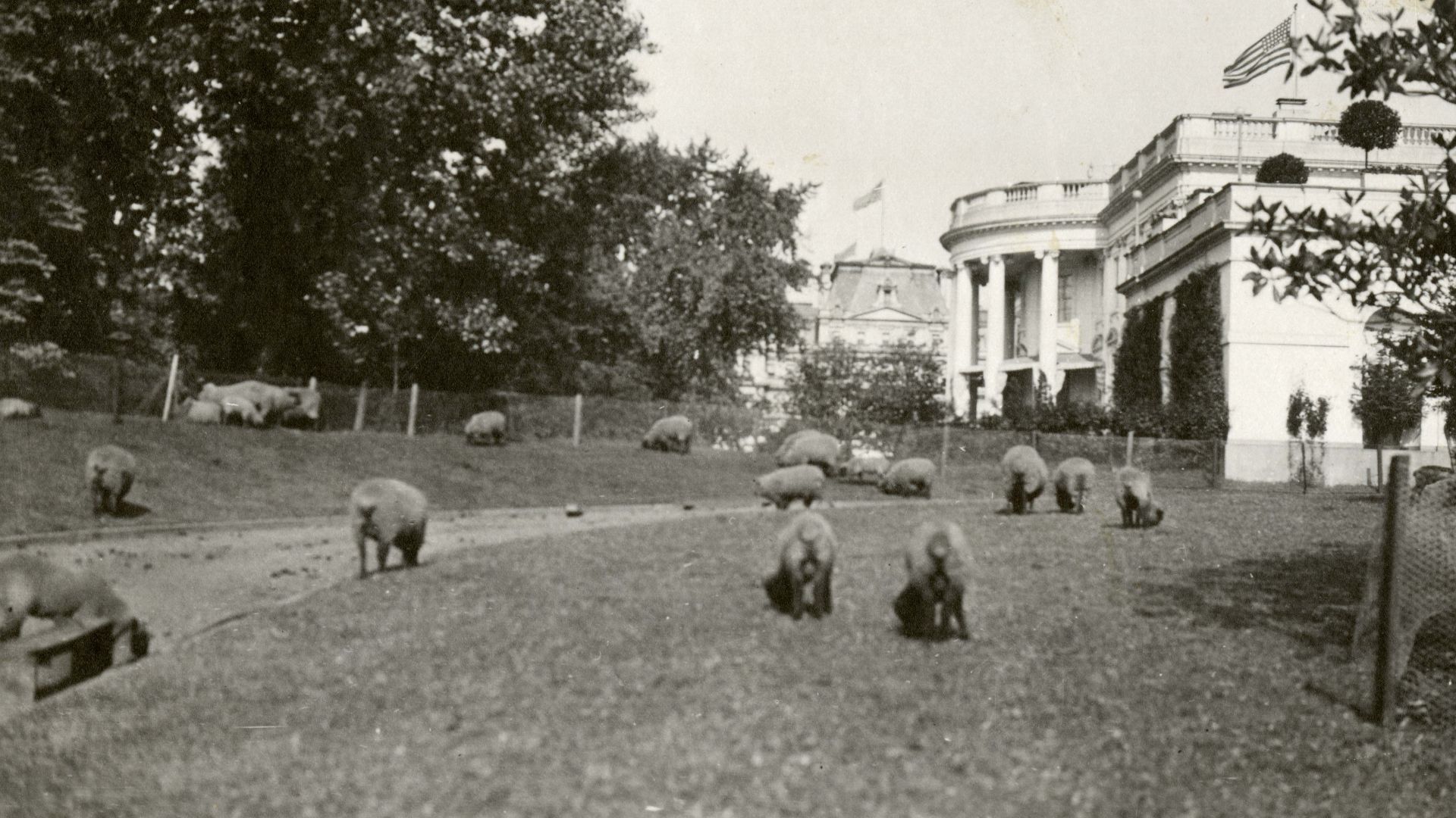 File:President Wilson's Sheep at White House (4919731735).jpg