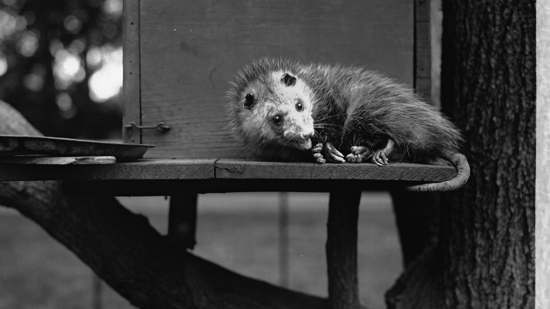 File:White House possum, 5-6-29 LCCN2016843743.jpg