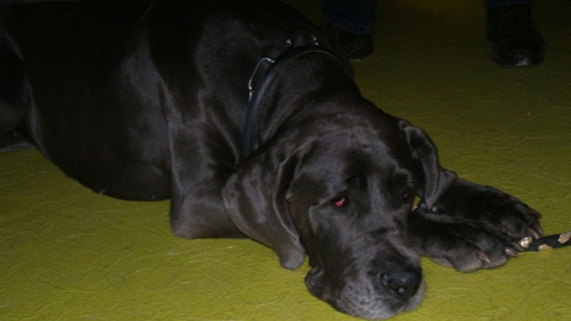 File:Great Dane black.JPG
