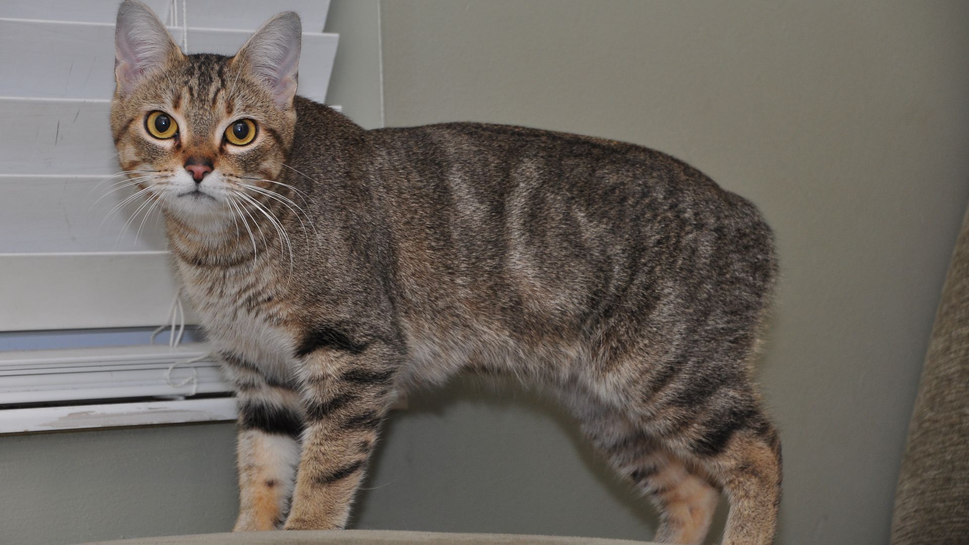 File:A Rumpy Manx Cat.jpg