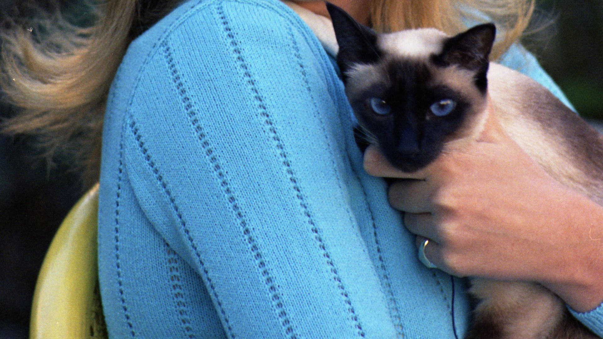 File:Photograph of Susan Ford with Shan, the Ford Family's Siamese Cat - NARA - 7284031.jpg