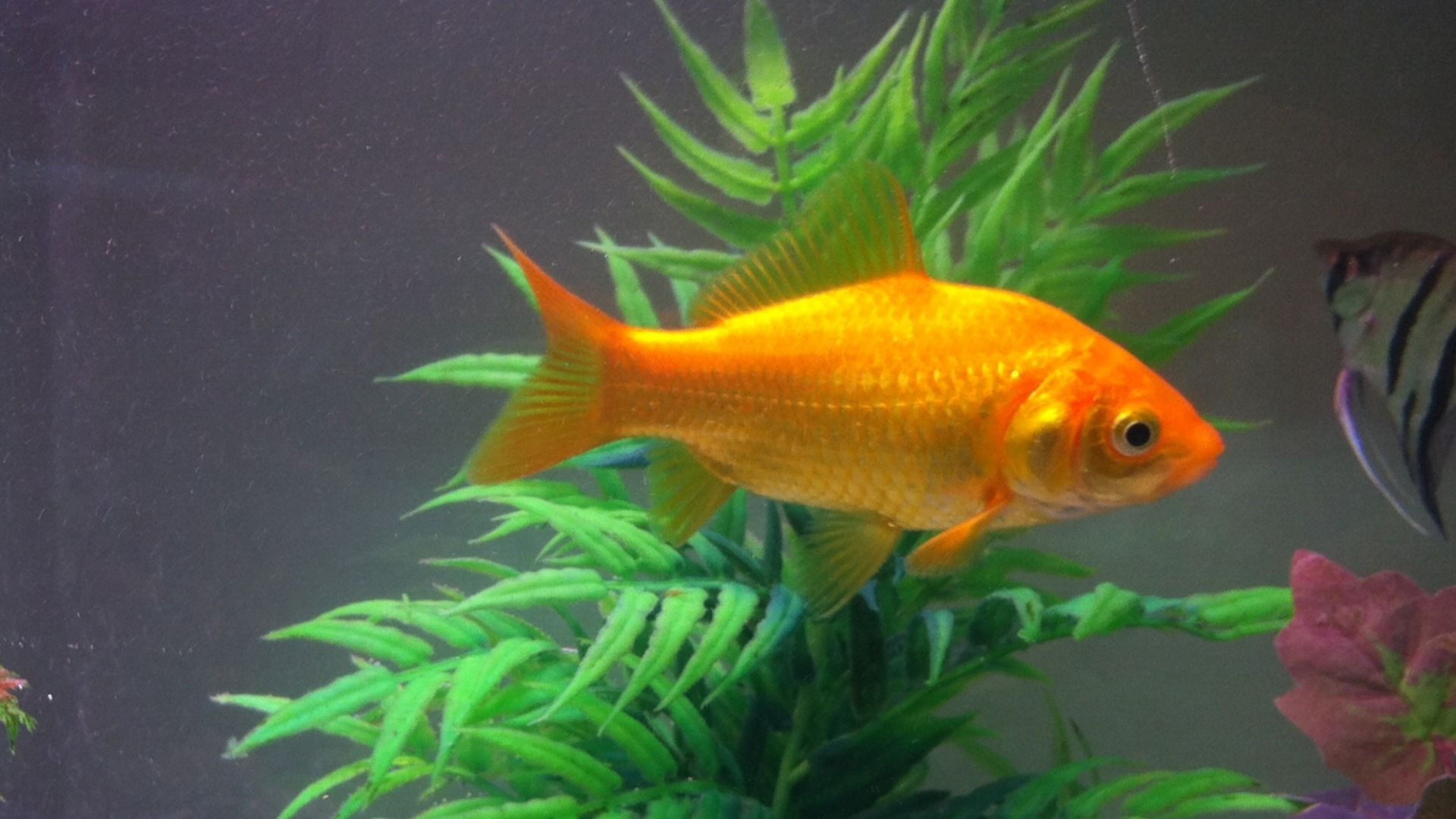 File:Gold fish1.jpg
