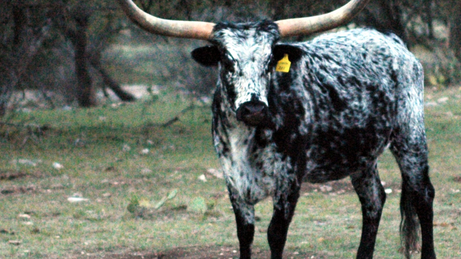 File:Texas Longhorn Steer Rocksprings.jpg