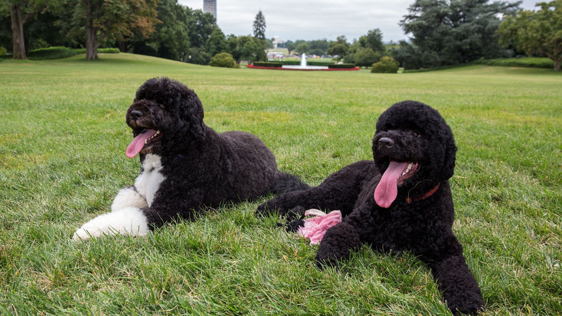 File:Bo and Sunny the Obama family dogs on the South Lawn of the White House 2013-08-19.jpg