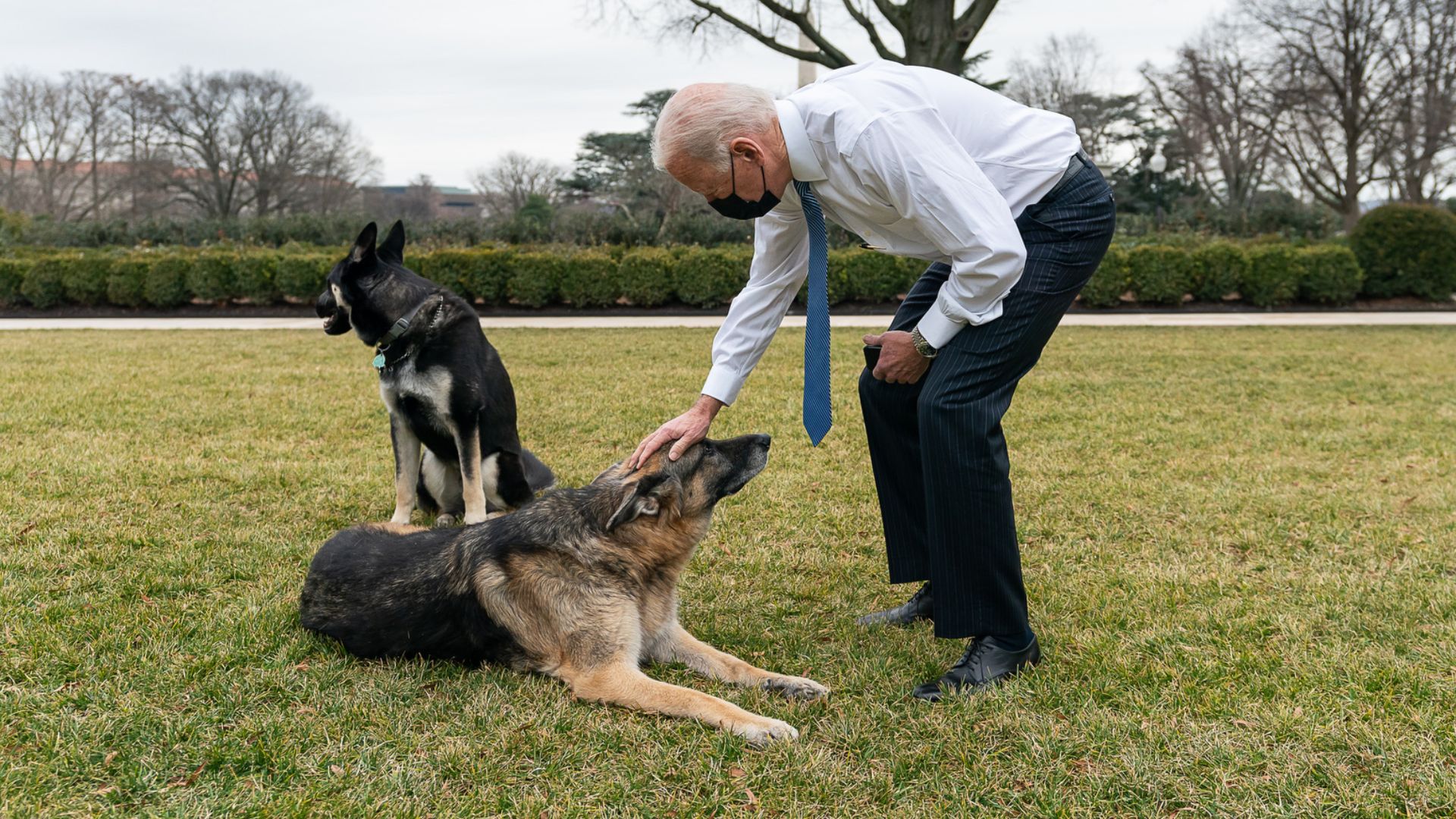 File:President Joe Biden greeting Major and Champ, 25 January 2021.jpg