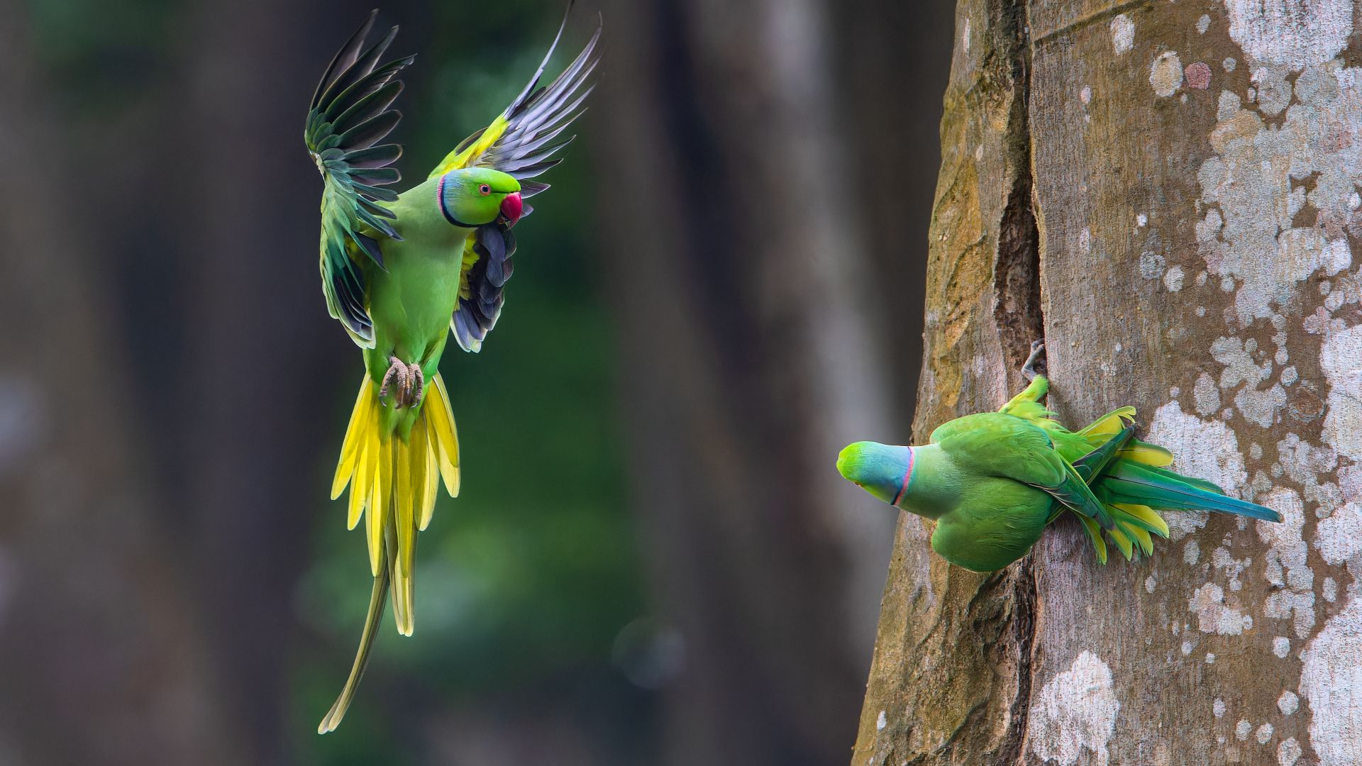 File:Rose-ringed parakeet (Psittacula krameri), University of Rajshahi, Bangladesh (1).jpg