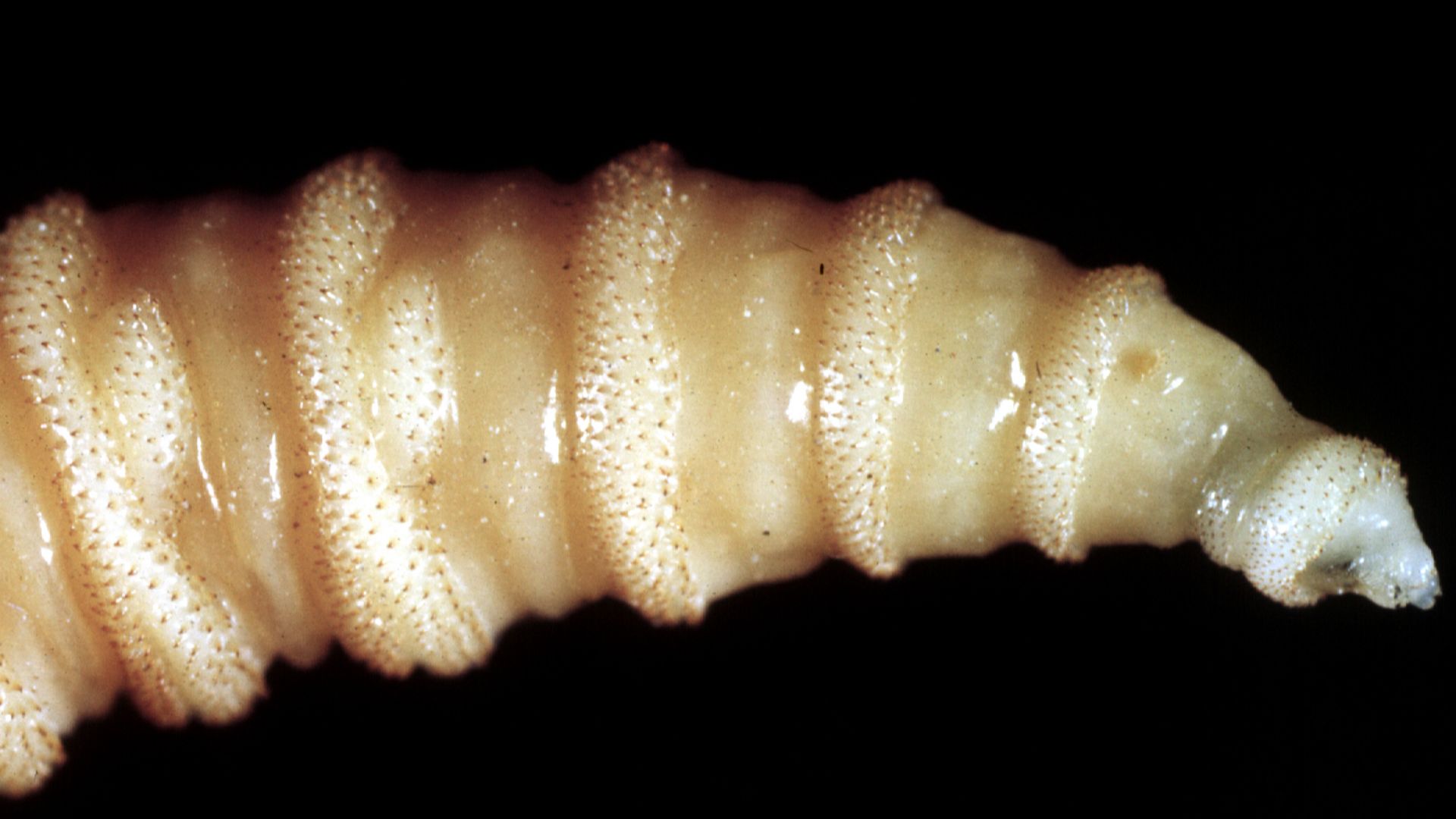 File:CSIRO ScienceImage 115 The Tip of a Screw Worm Fly Larvae.jpg