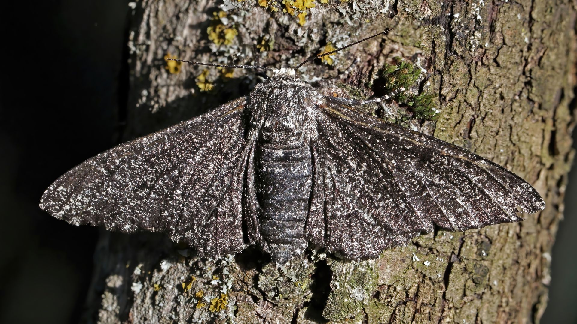 File:Peppered moth (Biston betularia) female.jpg