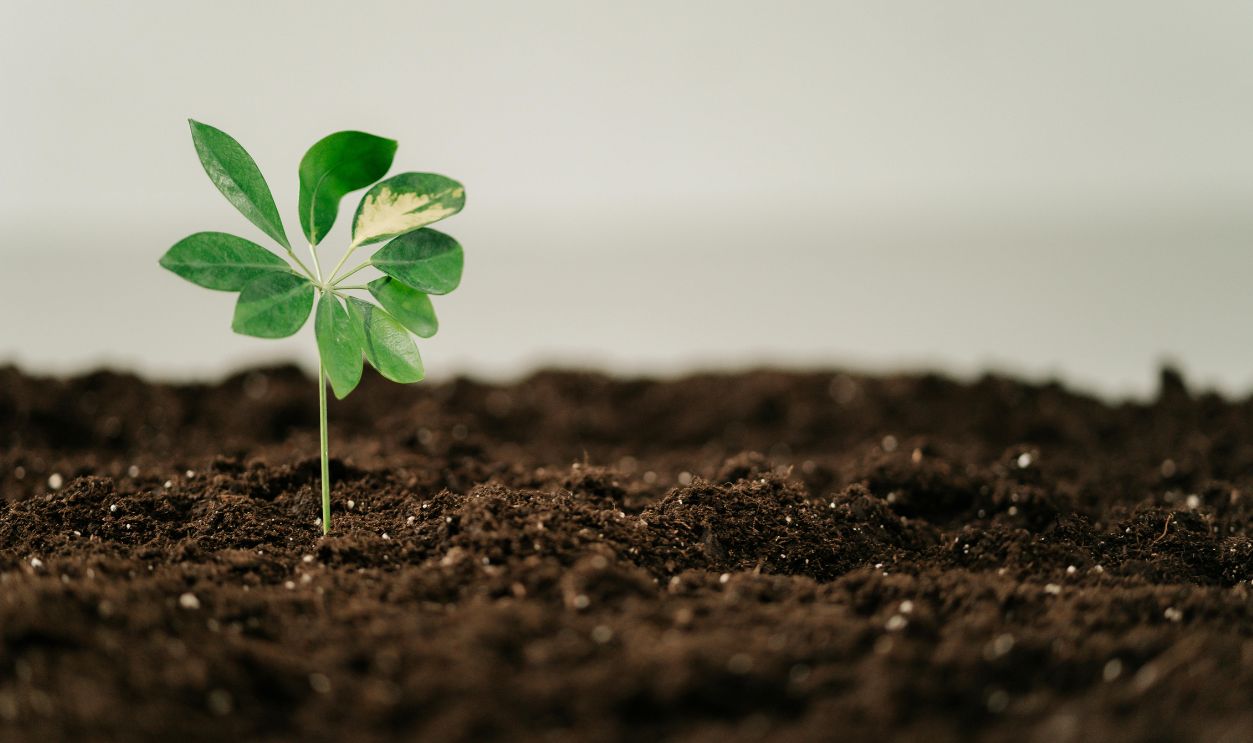 Bacteria Drive Key Biological And Environmental Processes