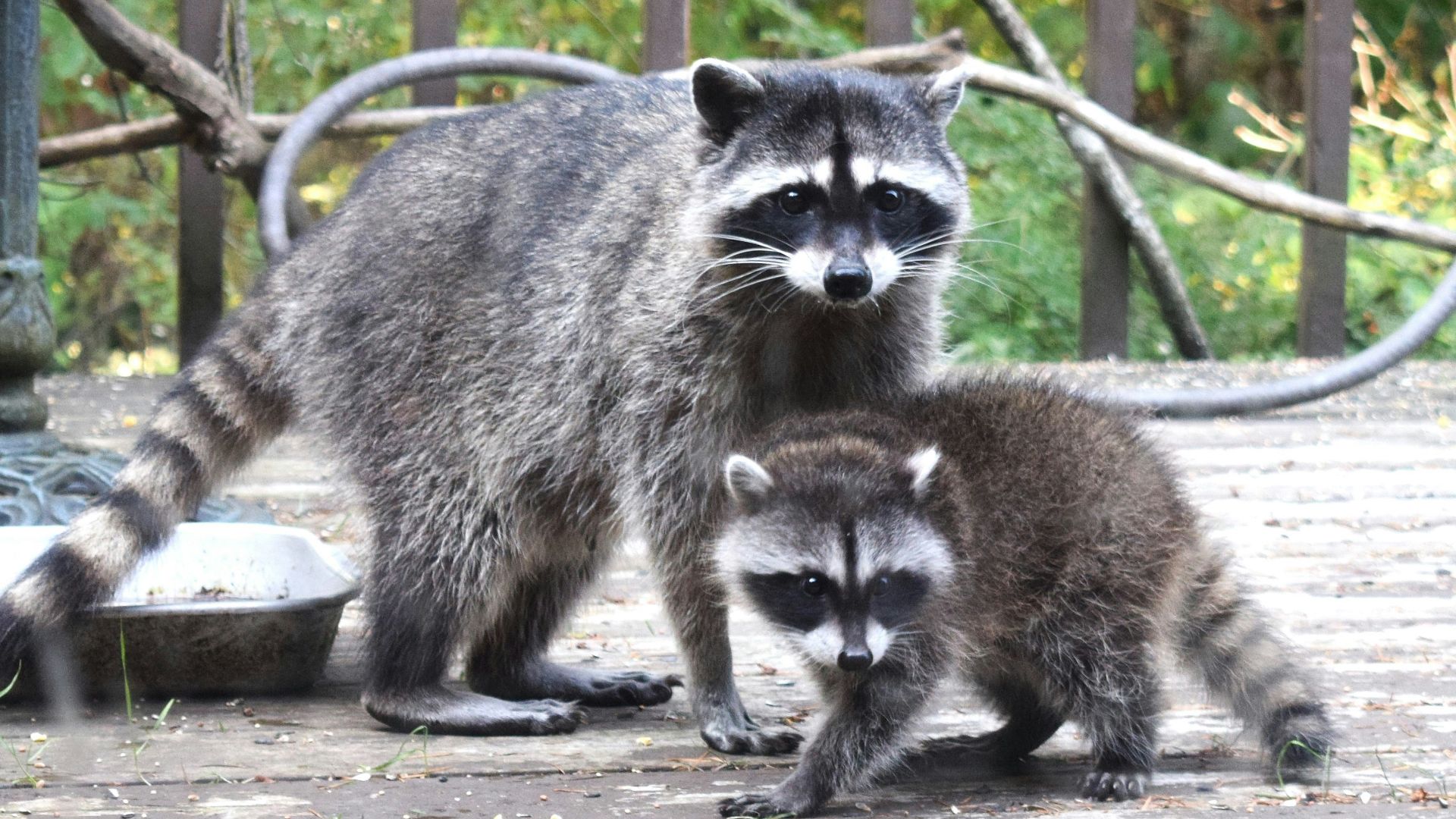 A couple of raccoons that are standing in the dirt