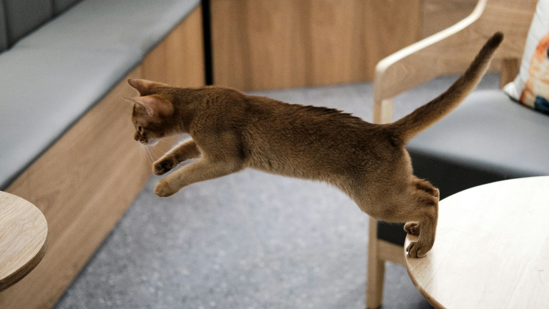 a cat lying on a chair