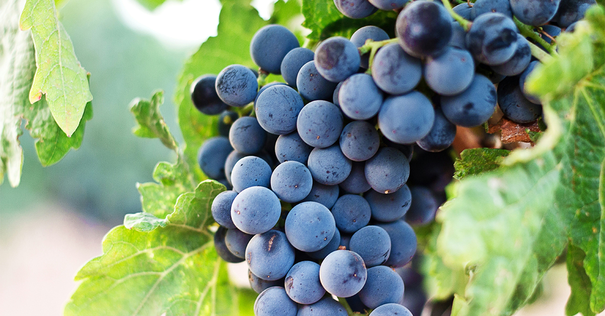 The sun bakes them, the hand breaks them, the foot treads on them, and the mouth tastes them. What are they?