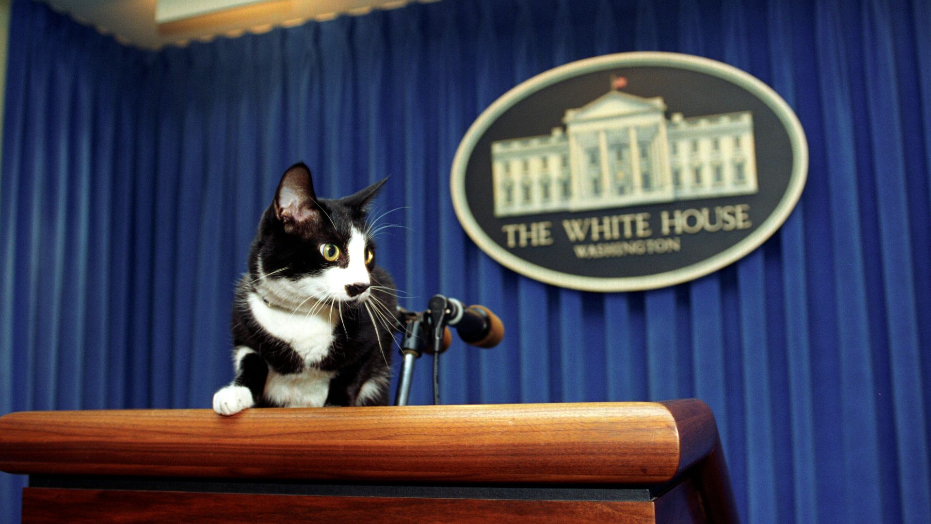 File:Socks the Cat Explores.jpg