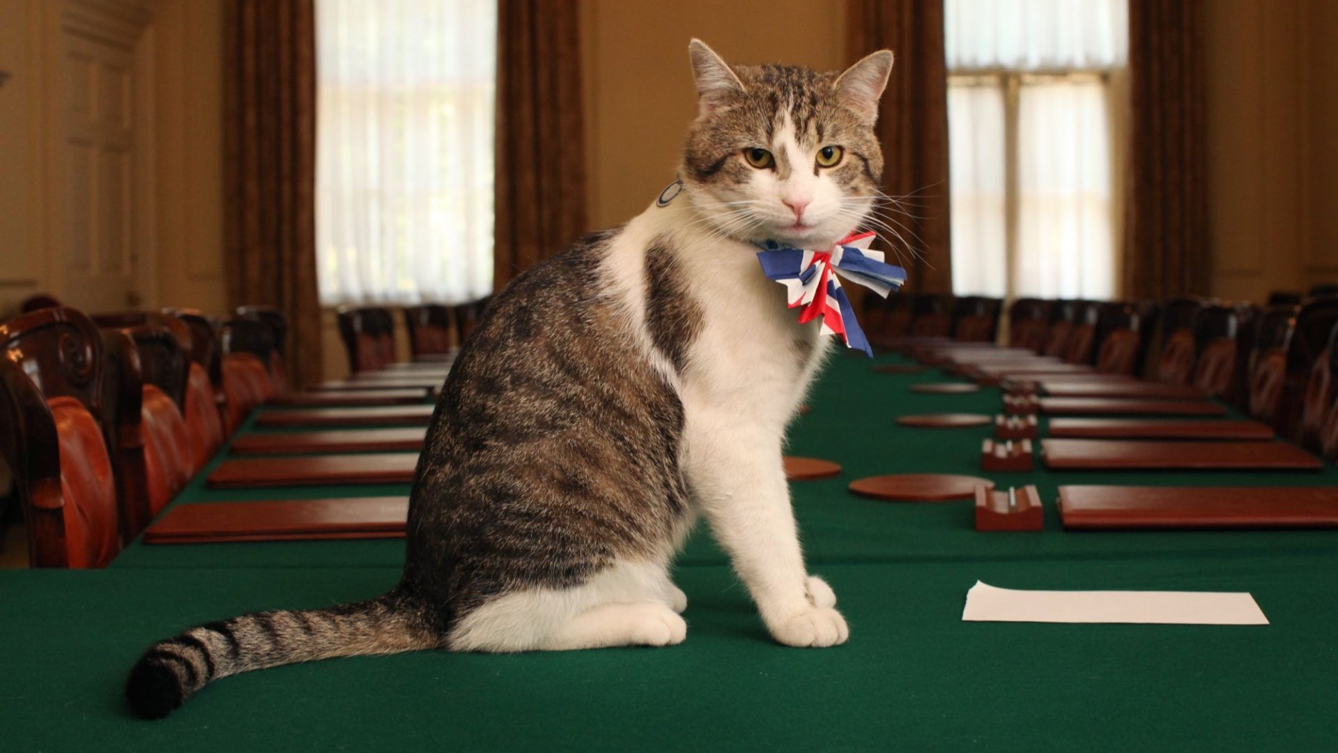 File:Larry Chief Mouser.jpg