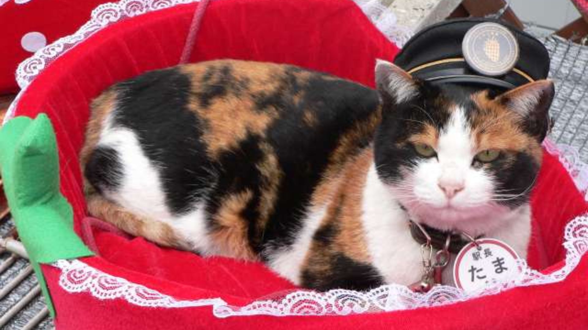 File:Station-Master Tama 20071120.jpg