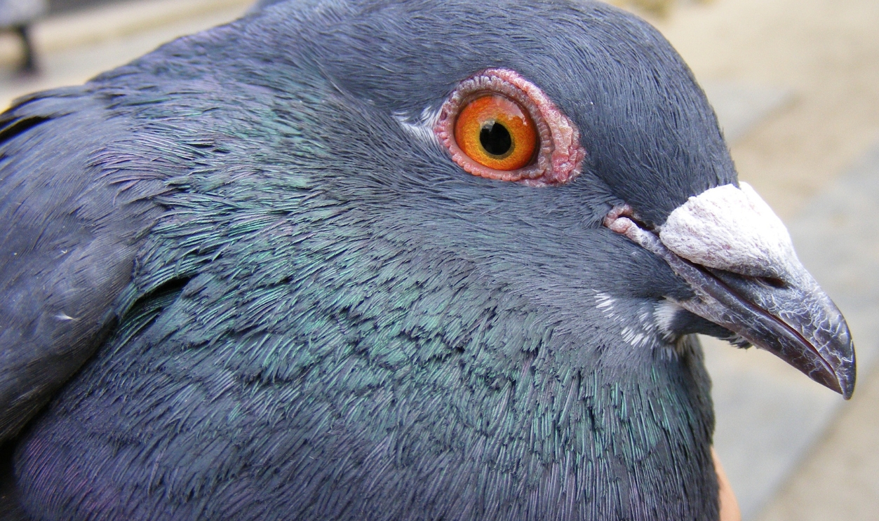 Pigeon