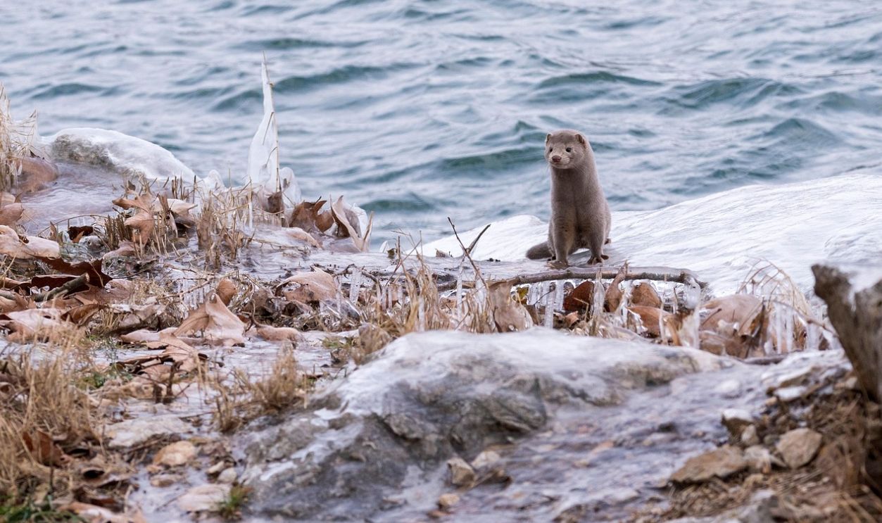 Territorial Behavior