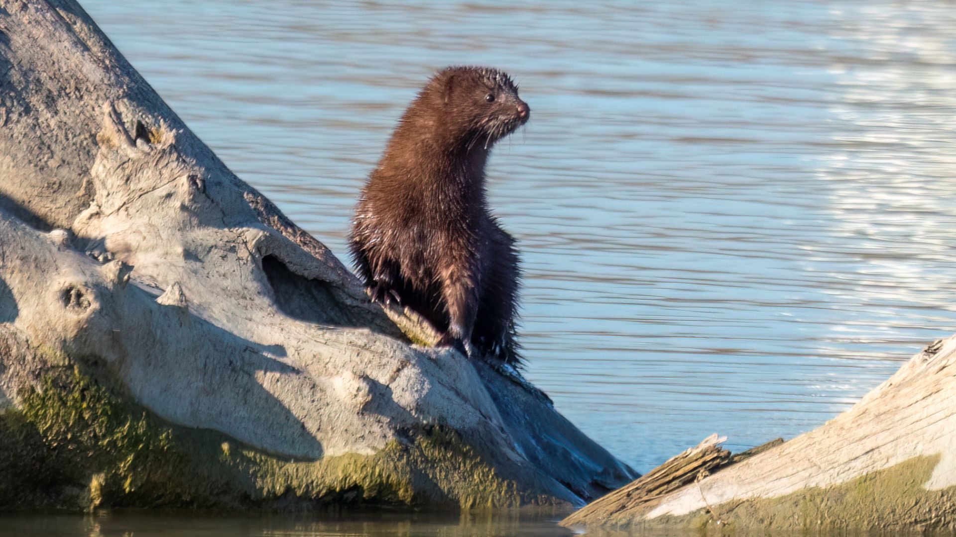 File:Mink in Toronto (21926).jpg