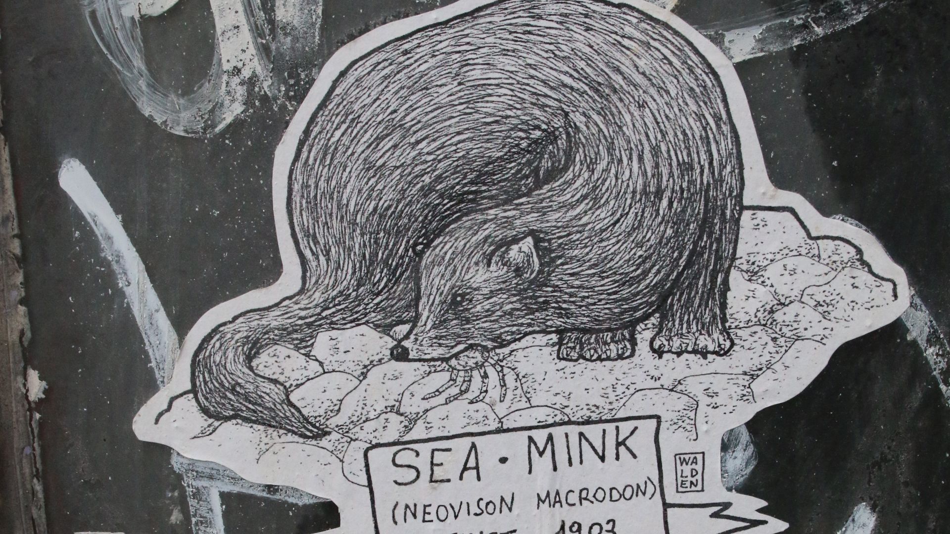 File:Sea Mink.jpg