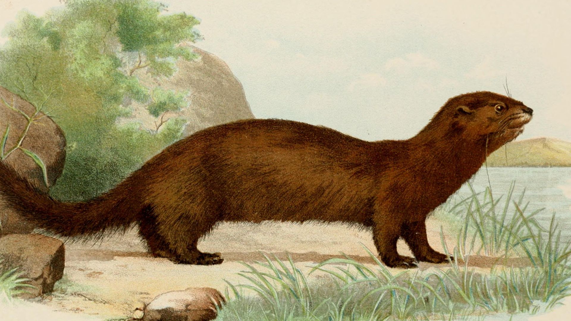 File:Diseases and enemies of poultry (1897) (14727931746).jpg