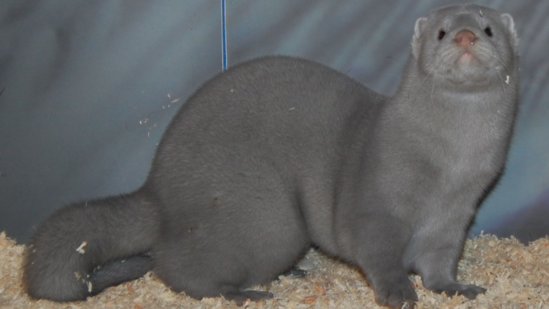 File:Norka silverblue.jpg