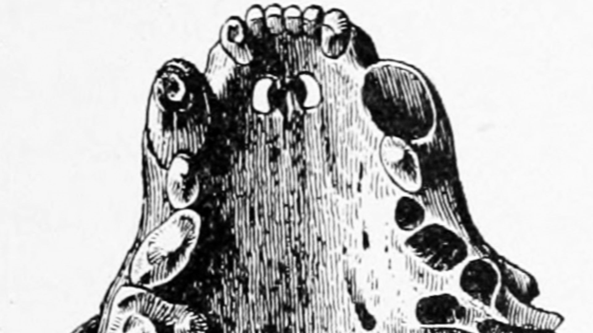 File:Neovison macrodon.png