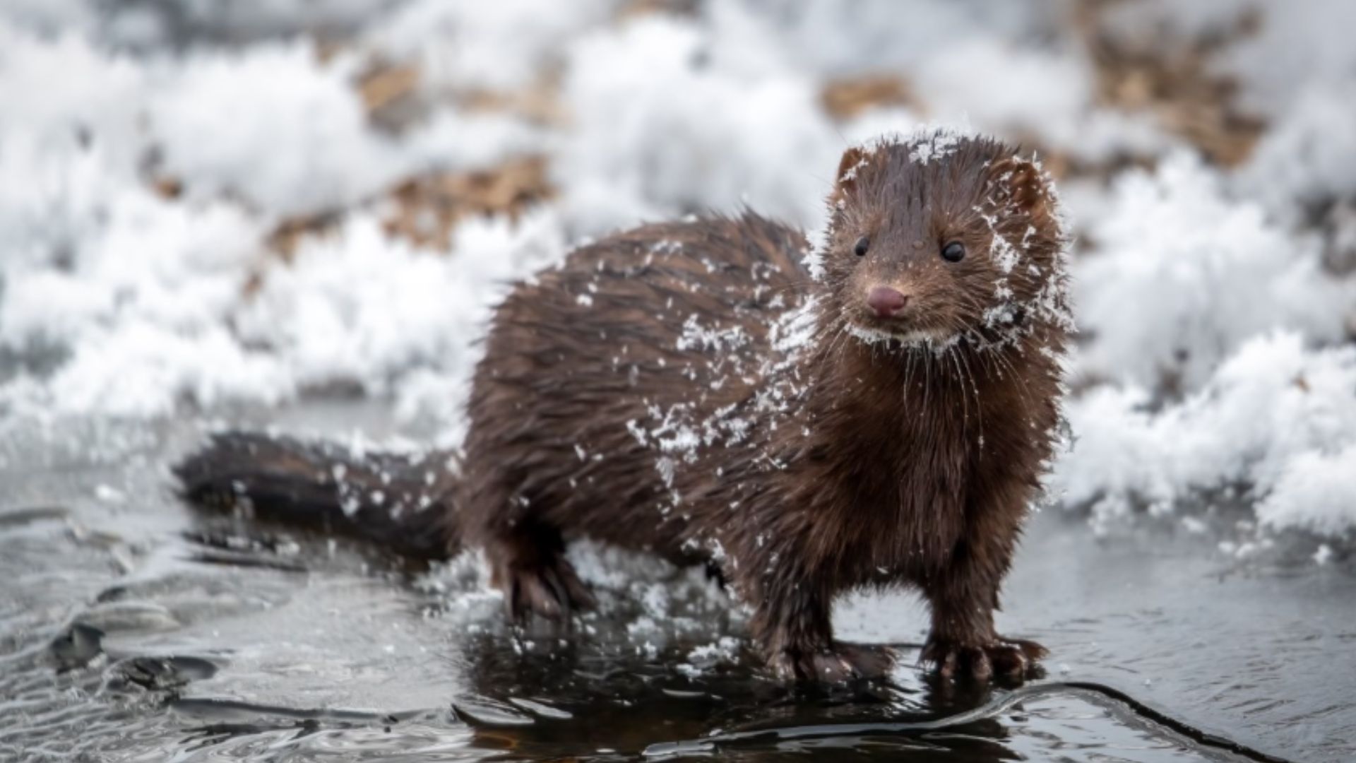 File:Mink in the snow.png