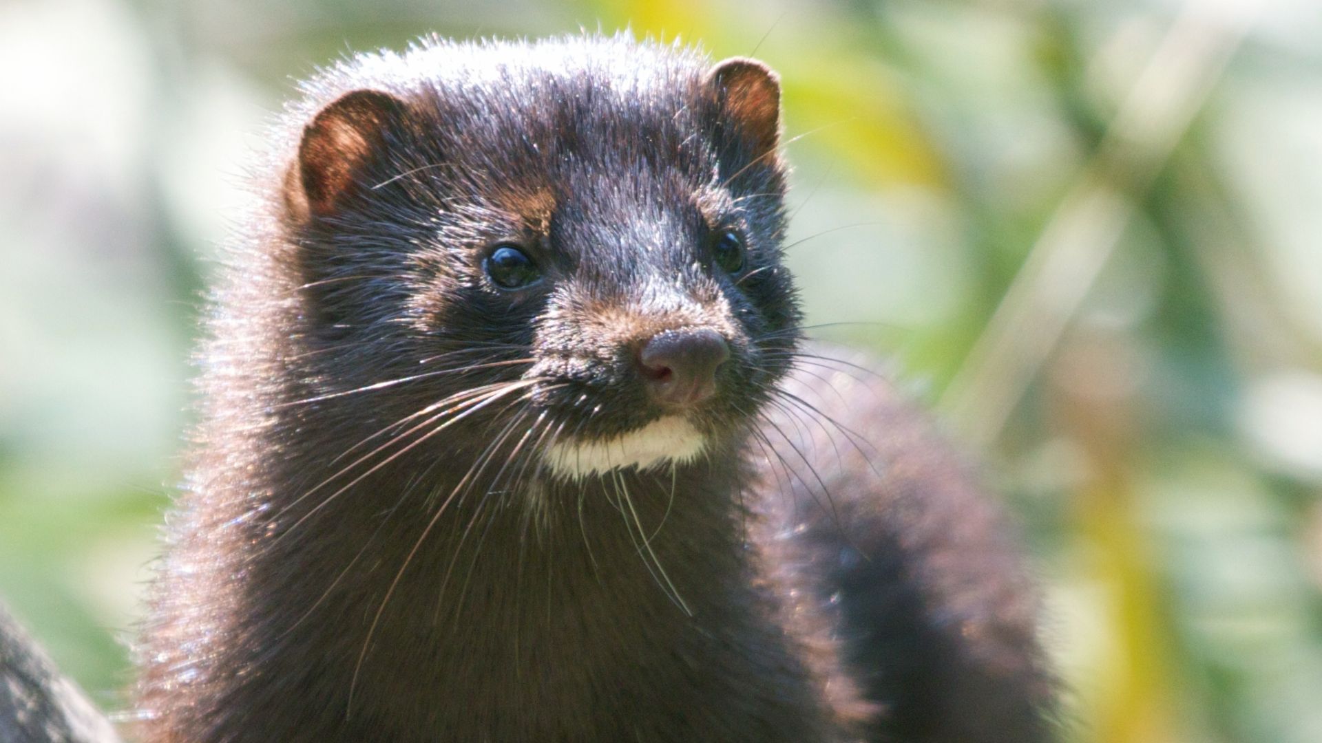 File:Mink in the park (2).jpg