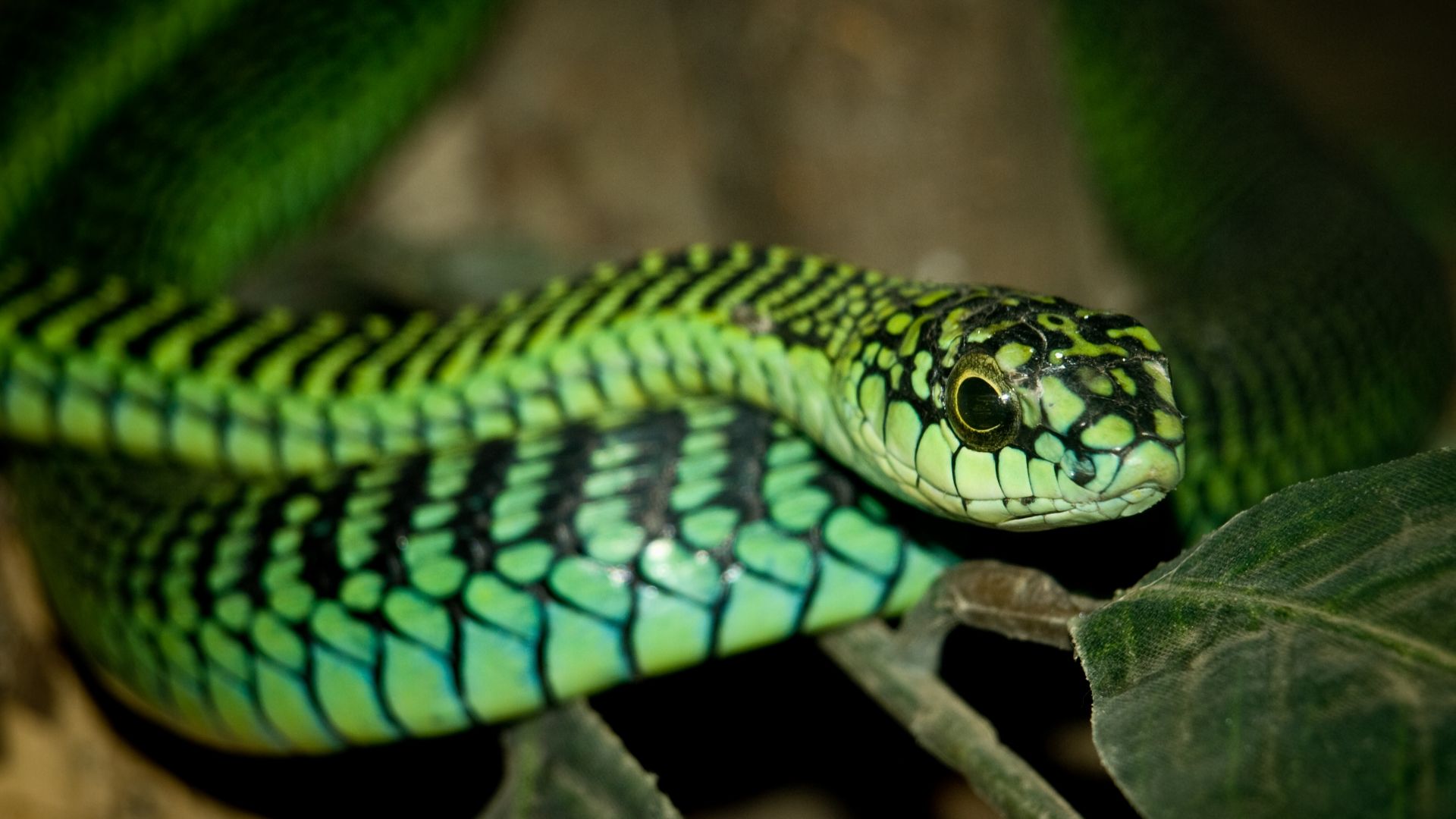 File:Dispholidus typus.jpg