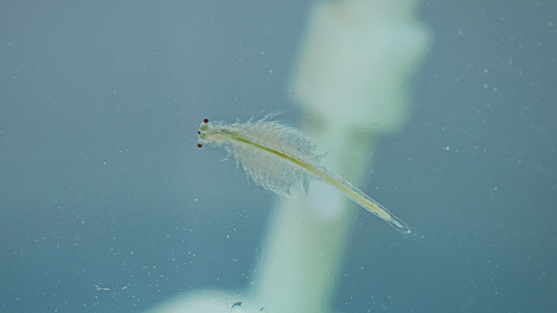 File:Sea Monkey (brine shrimp).jpg