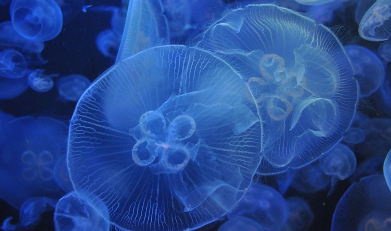 Untitled Design - 2025-11-05T092440.998