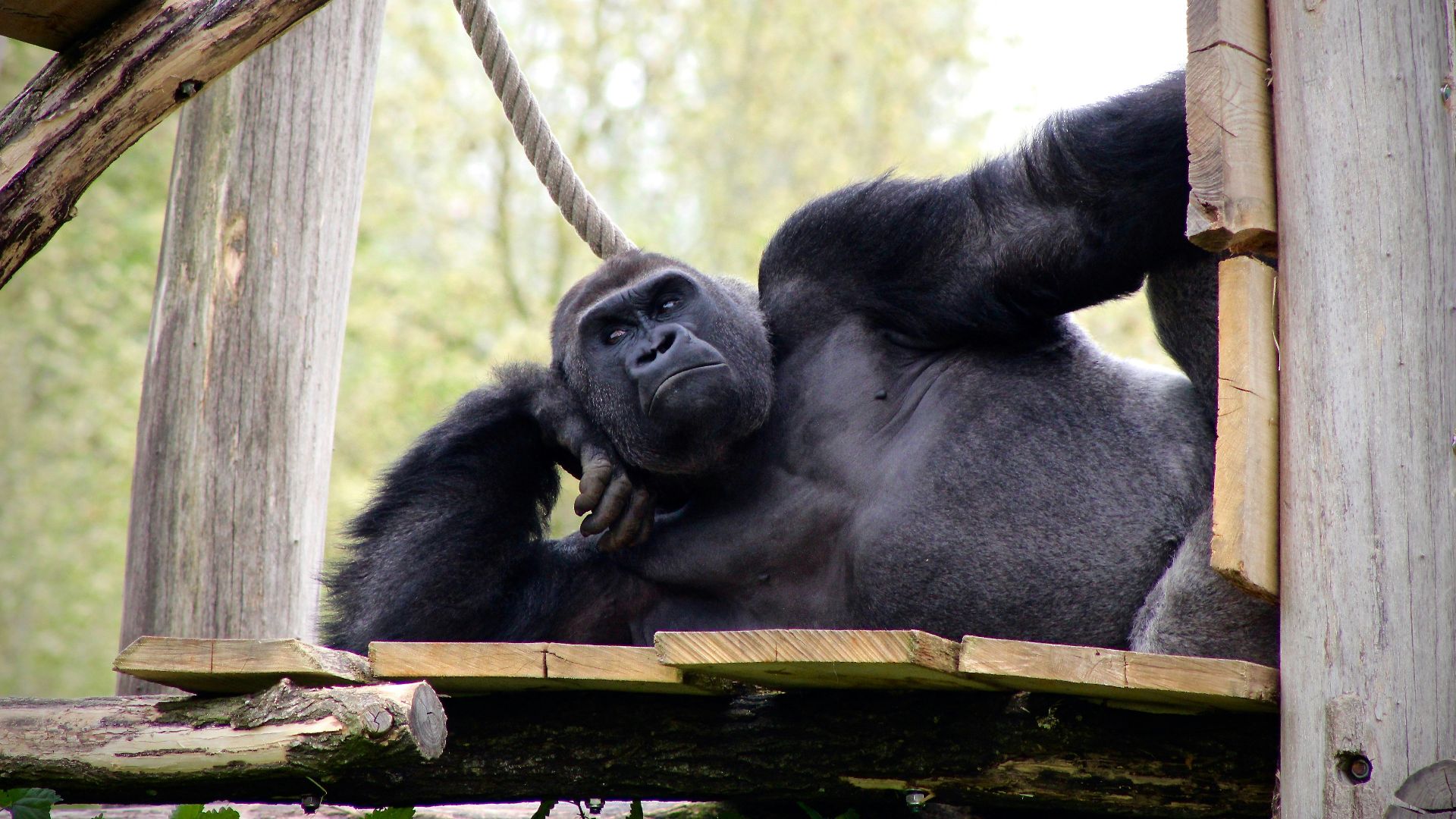 black gorilla lying on wooden surface
