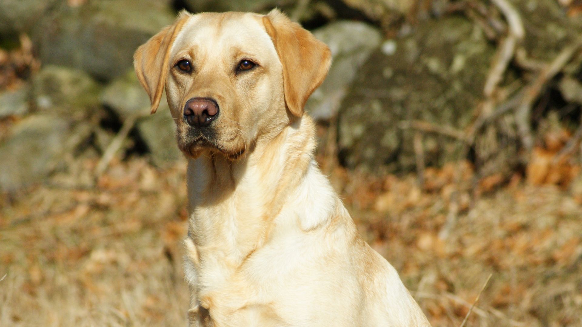 File:Labrador Retriever - Yellow.JPG
