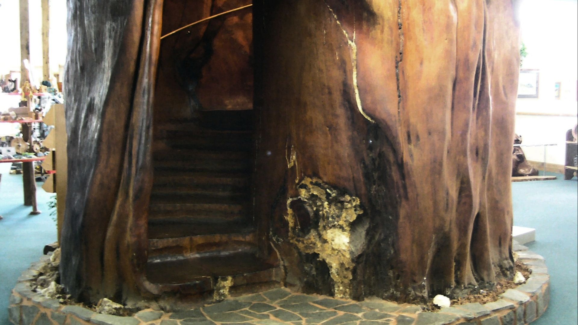 File:Stairs carved into an ancient kauri trunk (Ancient Kauri Museum).jpg
