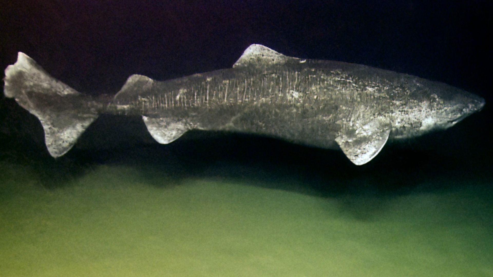 File:Somniosus microcephalus okeanos.jpg