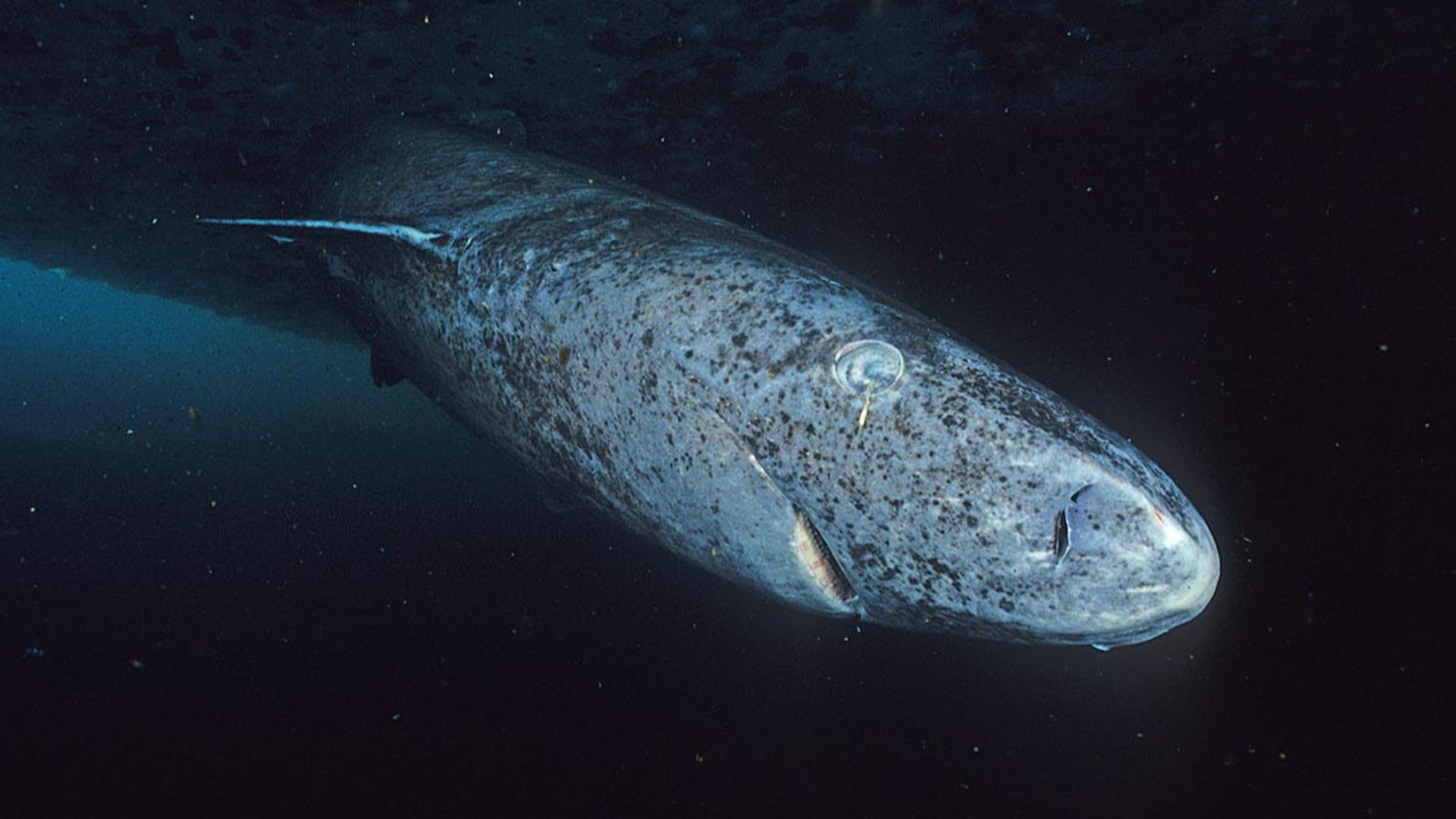 File:Greenland shark profile.jpg
