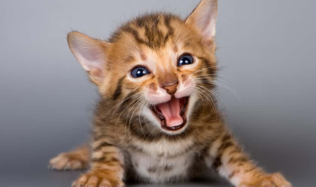 Shutterstock 61436821 (1).Jpg