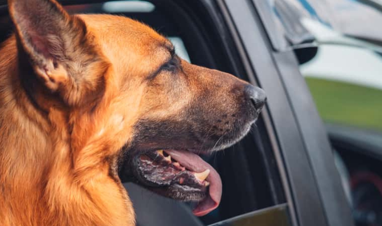 Shutterstock 781885048 (2)