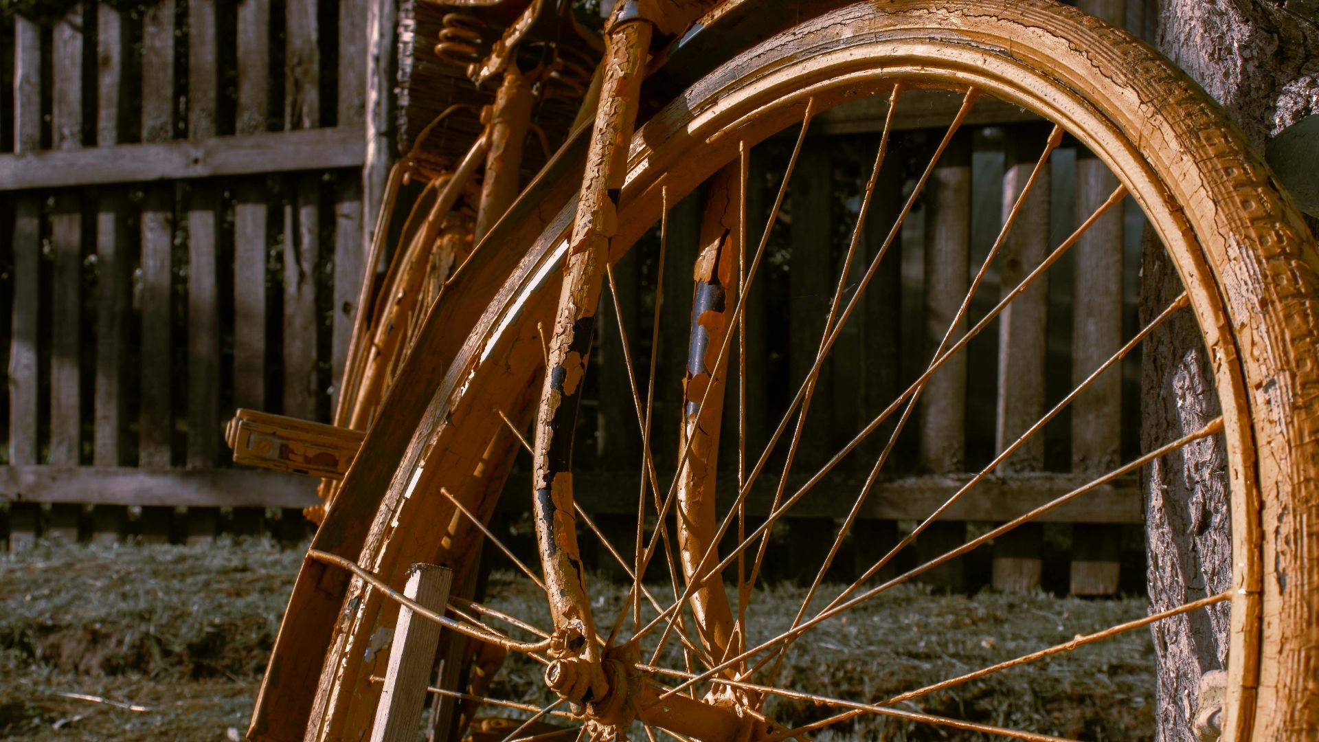 a close up of a bike tire near a tree