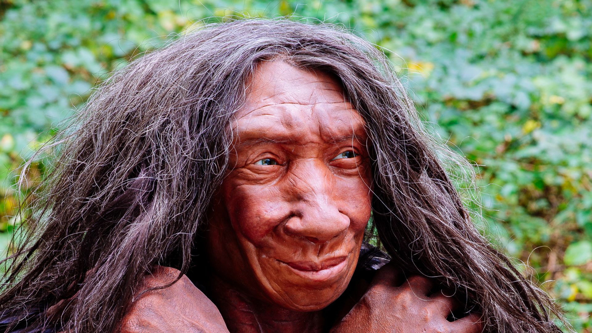 File:Homo sapiens neanderthalensis (Fundort Gibraltar).jpg