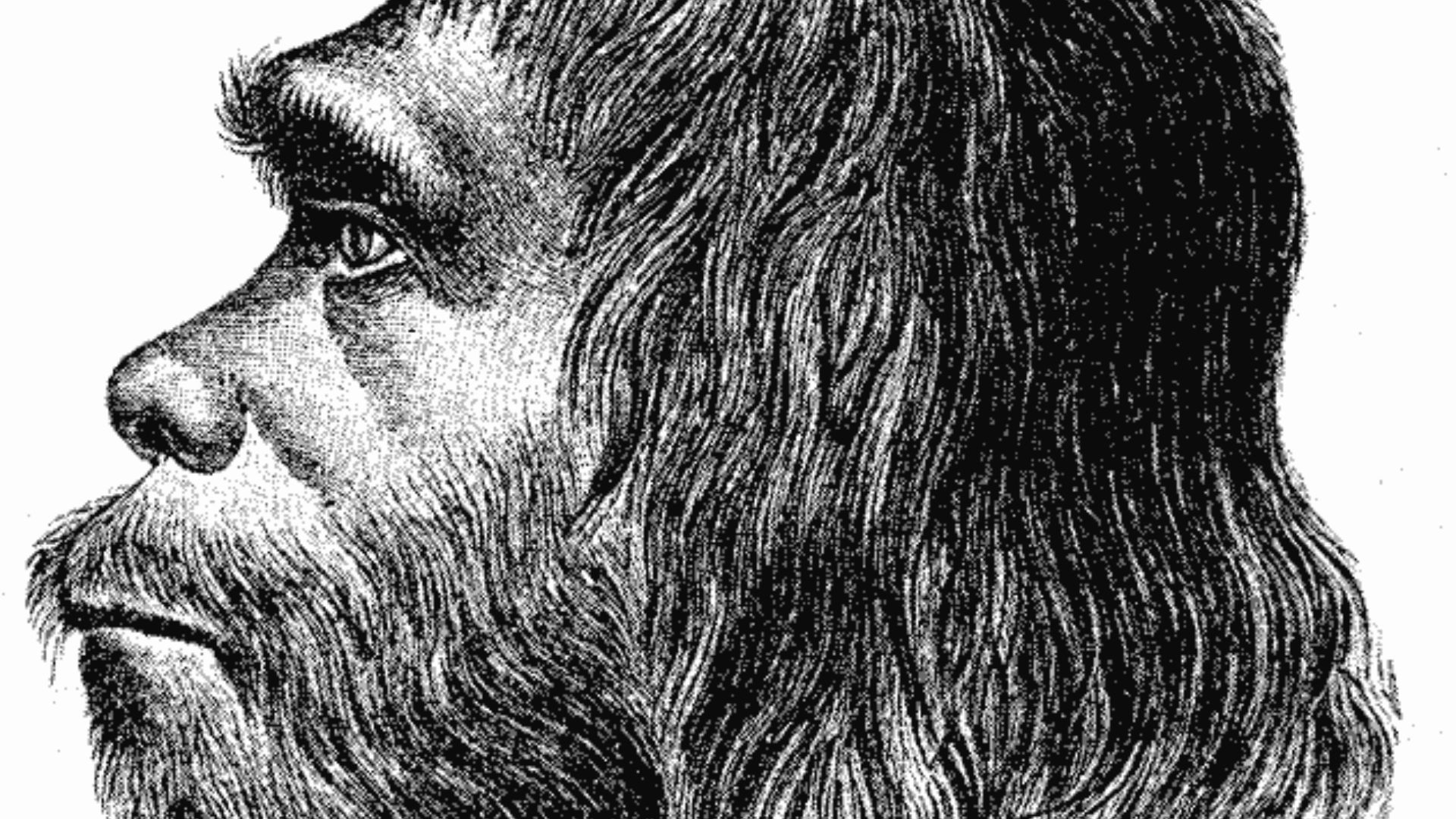 File:Neanderthaler Fund.png