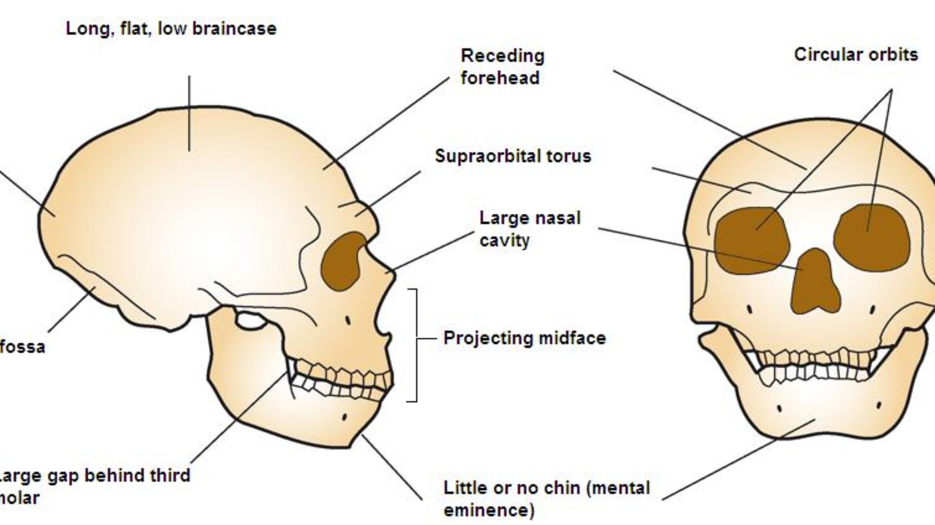 File:Neanderthal cranial anatomy.jpg