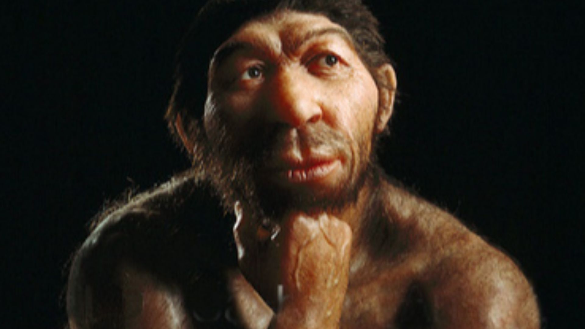 File:Rekonstruktionsversuch eines Neandertalers.jpg