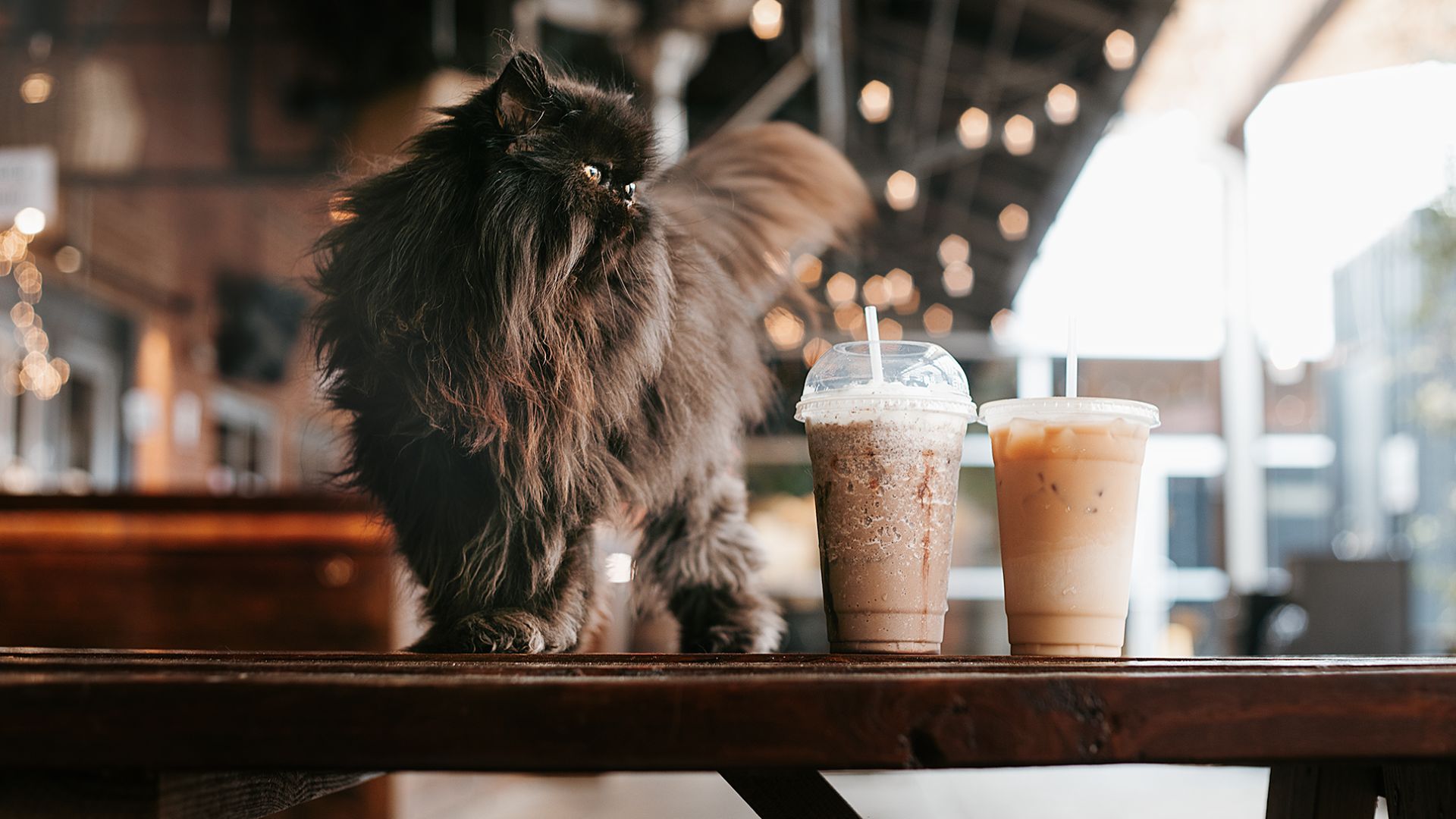 File:Coffee Cat (51082271003).jpg