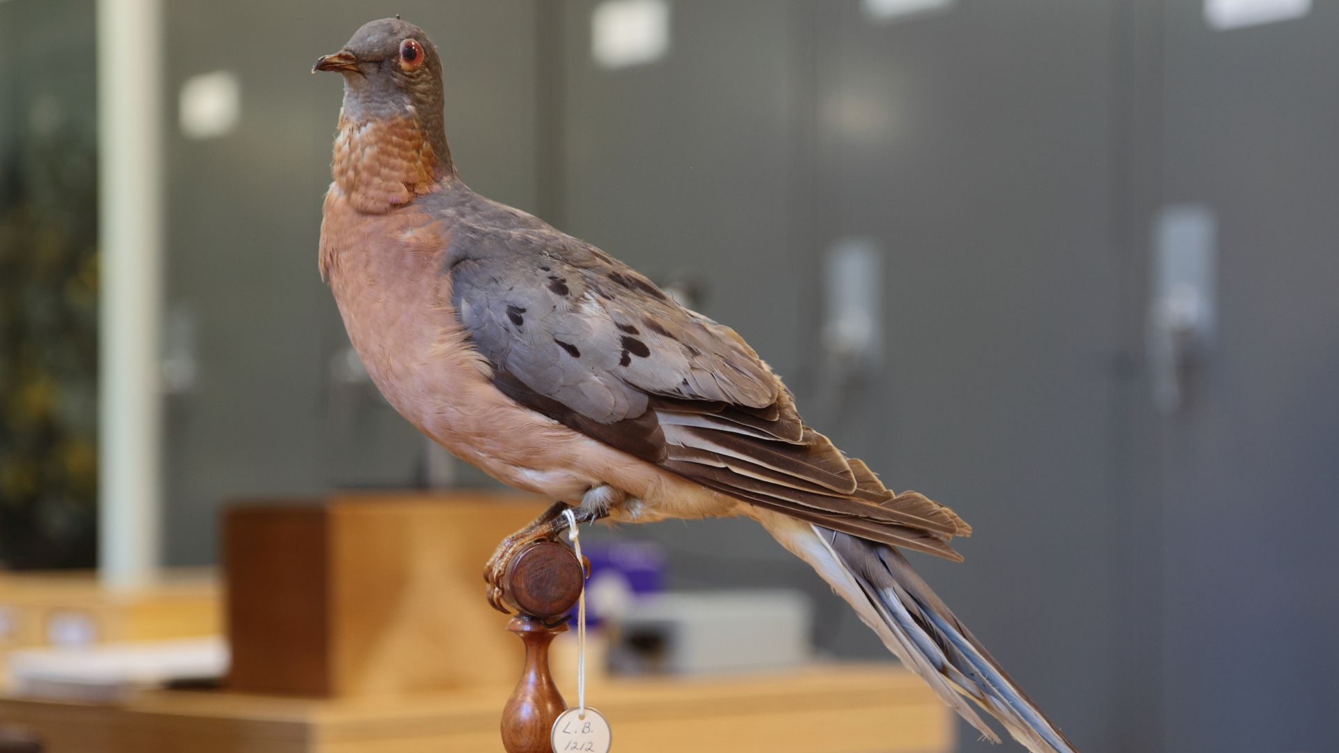 File:Ectopistes migratorius ULaval 1.jpg