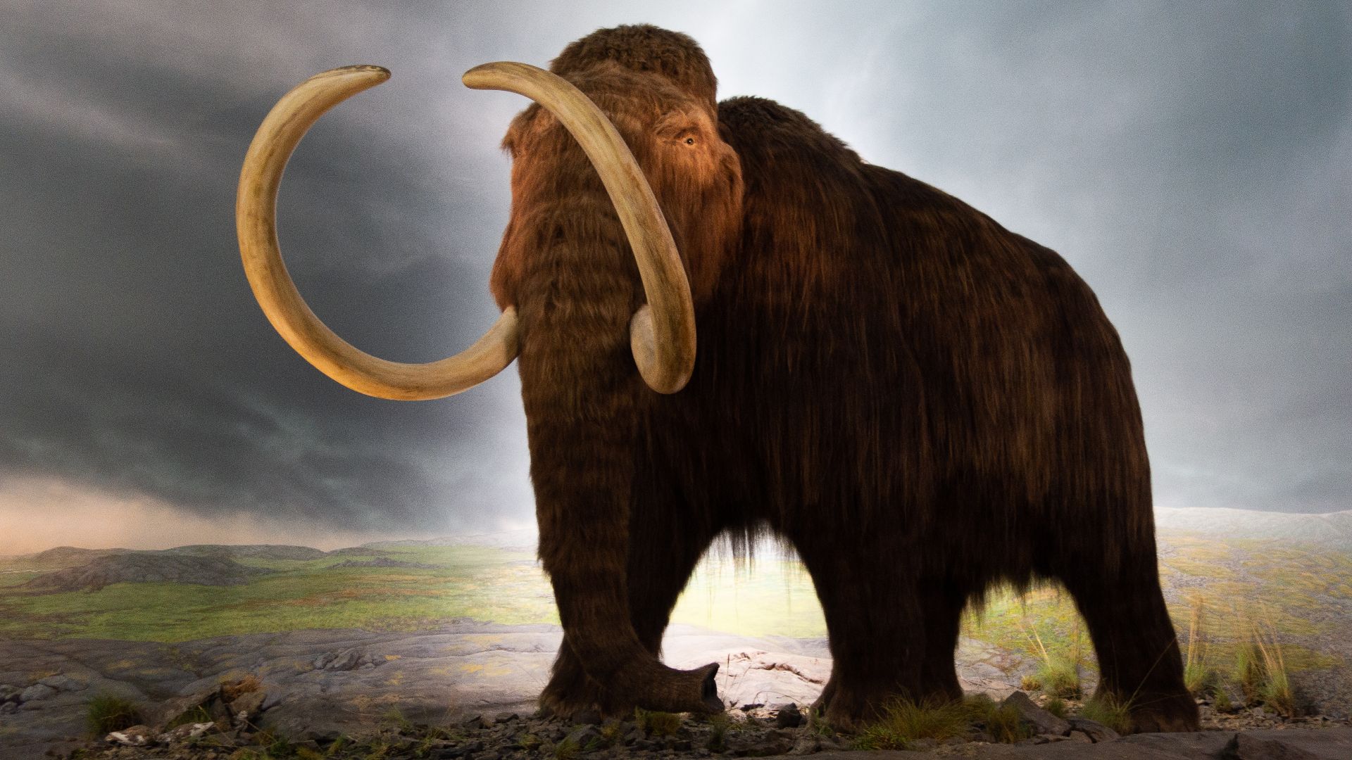 File:Woolly mammoth model Royal BC Museum in Victoria.jpg