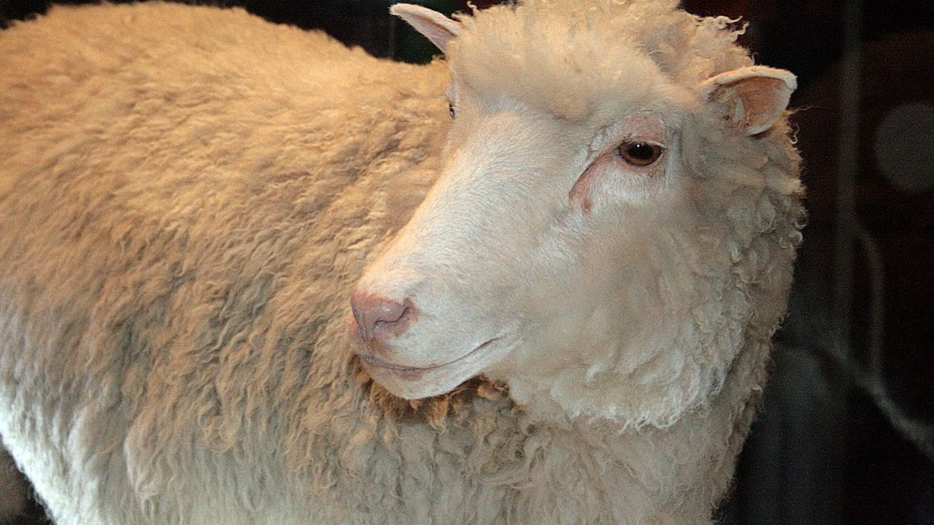 File:Dolly face closeup.jpg