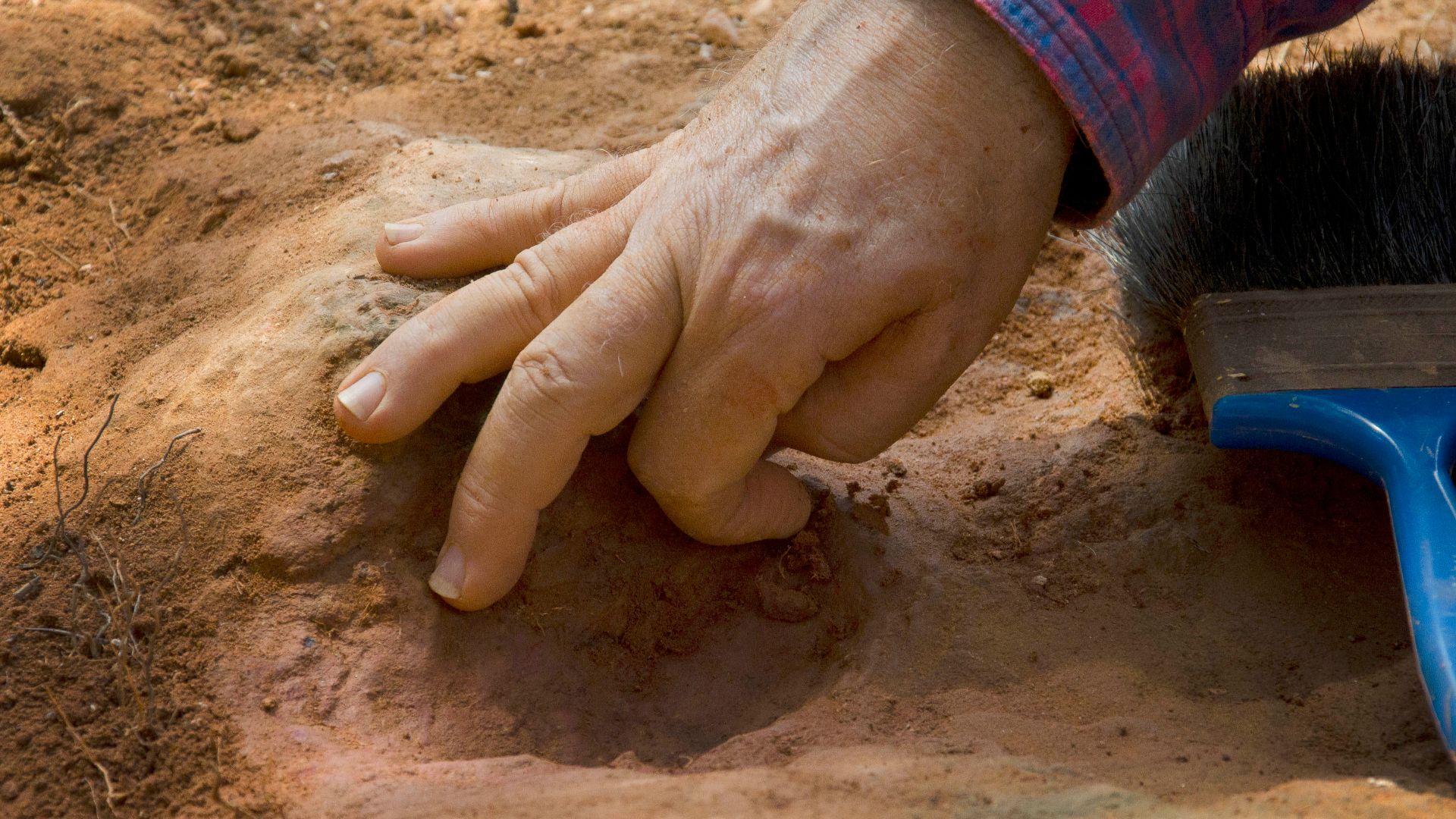 File:Nodosaur Footprint Verified (7846741590).jpg