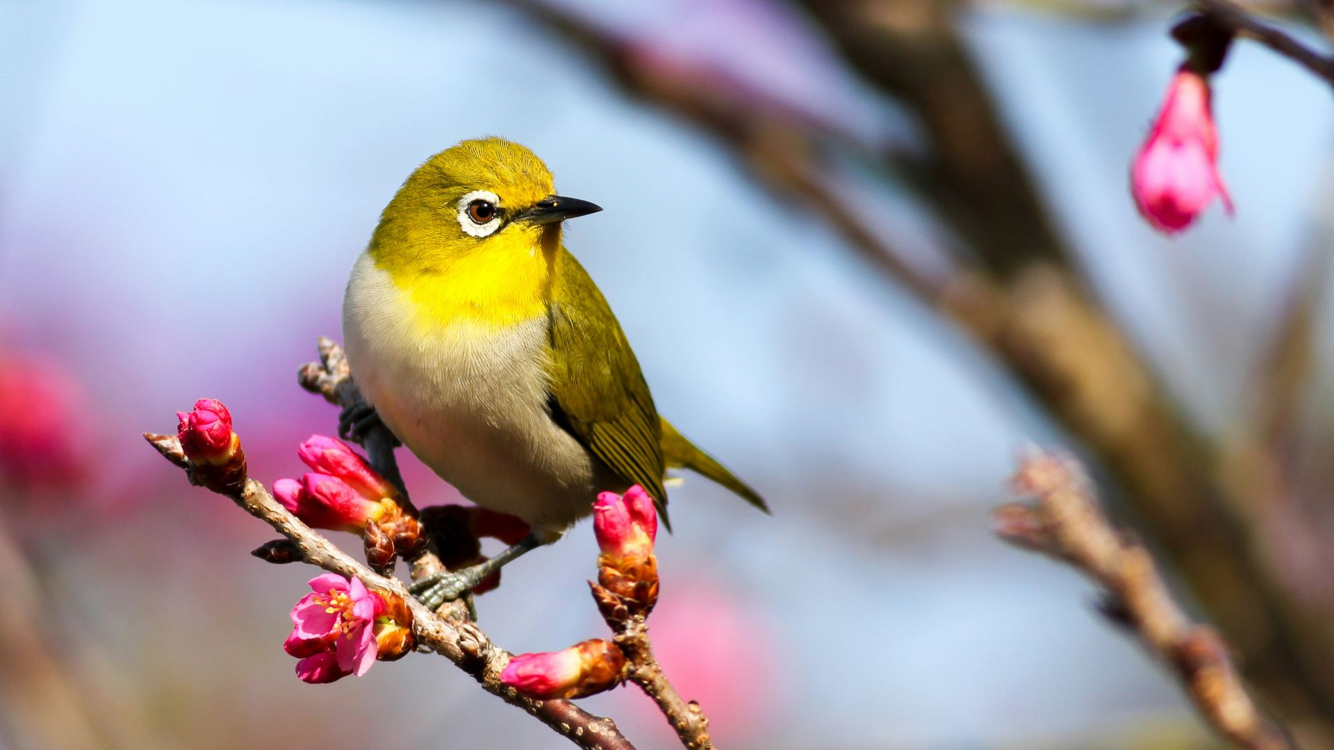 yellow bird on Sakura tree