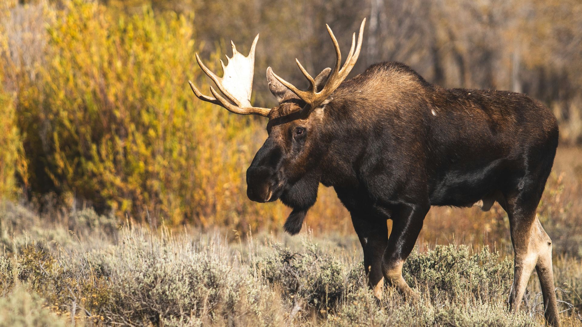 brown moose on brown grass during daytime